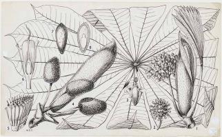 Zoom illustration musanga_cecropioides.jpg
