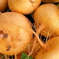 Zoom illustration navet_jaune_boule_or.jpg