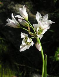 Zoom illustration nothoscordum_gracile.jpg