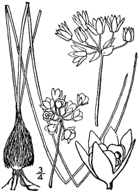 Zoom illustration oignon_drummond.jpg