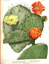 Zoom illustration opuntia_robusta.jpg