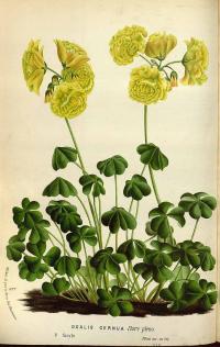 Zoom illustration oxalis_pes-caprae.jpg