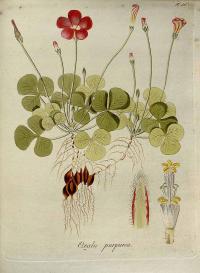 Zoom illustration oxalis_purpurea.jpg