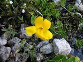 Zoom illustration oxalis_subacaulis.jpg