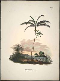 Zoom illustration palmier_acai.jpg