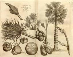 Zoom illustration palmier_palmyre.jpg
