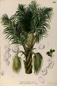 Zoom illustration palmier_sucre.jpg
