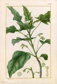 Zoom illustration papayer_feuilles_chene.jpg