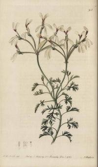 Zoom illustration pelargonium_abrotanifolium.jpg