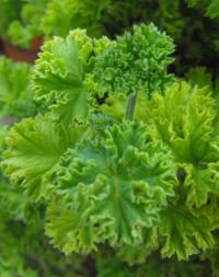 Zoom illustration pelargonium_citronnellum.jpg
