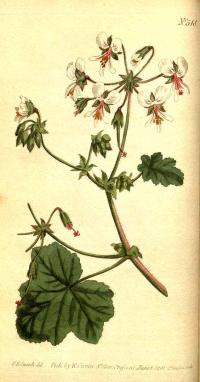 Zoom illustration pelargonium_tomentosum.jpg