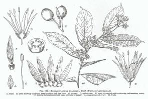 Zoom illustration pentadiplandra_brazzeana.jpg