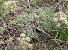 Zoom illustration peucedanum_macrocarpum.jpg