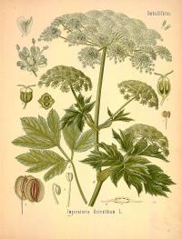Zoom illustration peucedanum_ostruthium.jpg