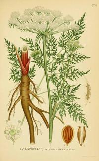 Zoom illustration peucedanum_palustre.jpg