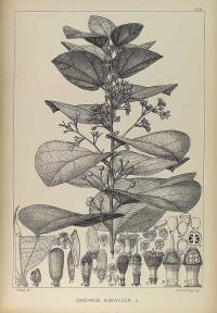 Zoom illustration phalsa.jpg