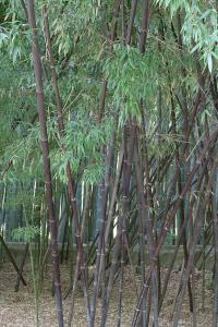 Zoom illustration phyllostachys_nigra.jpg