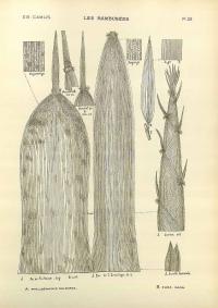 Zoom illustration phyllostachys_sulphurea.jpg