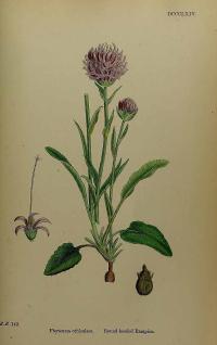 Zoom illustration phyteuma_orbiculare.jpg