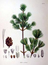 Zoom illustration pinus_parviflora.jpg