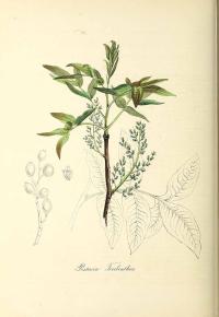 Zoom illustration pistacia_terebinthus.jpg