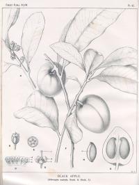 Zoom illustration planchonella_australis.jpg