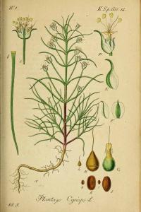 Zoom illustration plantago_afra.jpg