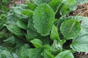 Zoom illustration plantain_majeur2b.jpg
