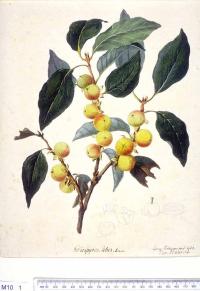 Zoom illustration plaqueminier_lotier.jpg