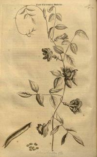 Zoom illustration pois_papillon.jpg