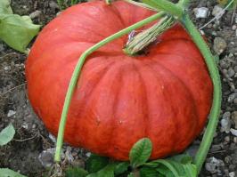 Zoom illustration potiron_rouge_vif_etampes.jpg