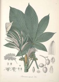 Zoom illustration pourouma_cecropiifolia.jpg