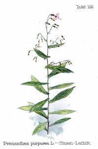 Zoom illustration prenanthes_purpurea.jpg