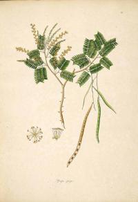 Zoom illustration prosopis_cineraria.jpg