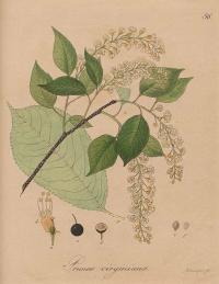 Zoom illustration prunus_virginiana.jpg