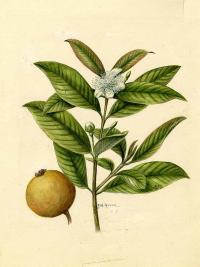 Zoom illustration psidium_guajava.jpg