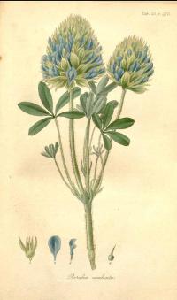 Zoom illustration psoralea_esculenta.jpg