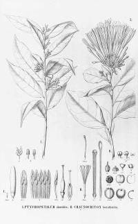 Zoom illustration ptychopetalum_olacoides.jpg
