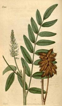 Zoom illustration reglisse_americaine.jpg