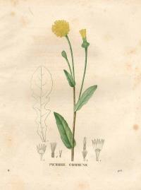 Zoom illustration reichardia_picroides.jpg