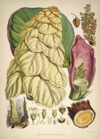 Zoom illustration rheum_nobile.jpg