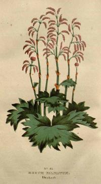 Zoom illustration rheum_palmatum.jpg