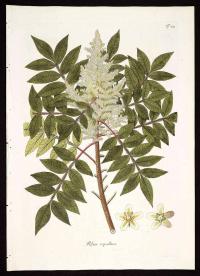 Zoom illustration rhus_copallinum.jpg
