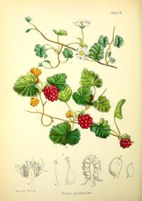 Zoom illustration rubus_geoides.jpg