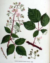 Zoom illustration rubus_praecox.jpg