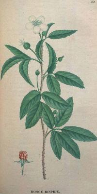 Zoom illustration rubus_trivialis.jpg