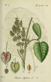 Zoom illustration rumex_alpinus.jpg