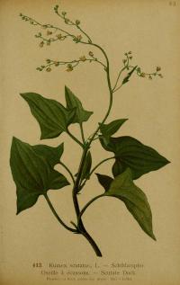 Zoom illustration rumex_scutatus.jpg