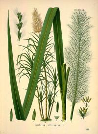 Zoom illustration saccharum_officinarum.jpg