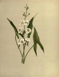Zoom illustration sagittaria_latifolia.jpg